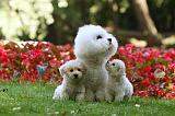 BICHON FRISE 610